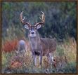 Picture of Drop Tine by Steve Kotzur