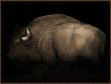 Picture of Great American Bison by Robert Dawson