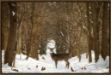 Picture of Forest Of Snow White by Carrie Ann Grippo-Pike