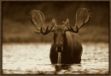 Picture of MOOSE MALE RAISING BY TIM FITZHARRIS